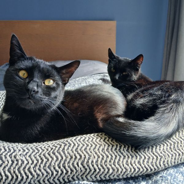 Jip en Pip uit Helmond zoekt een Kattenoppas