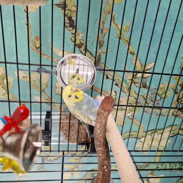 Cookie uit Den Haag zoekt een Vogeloppas