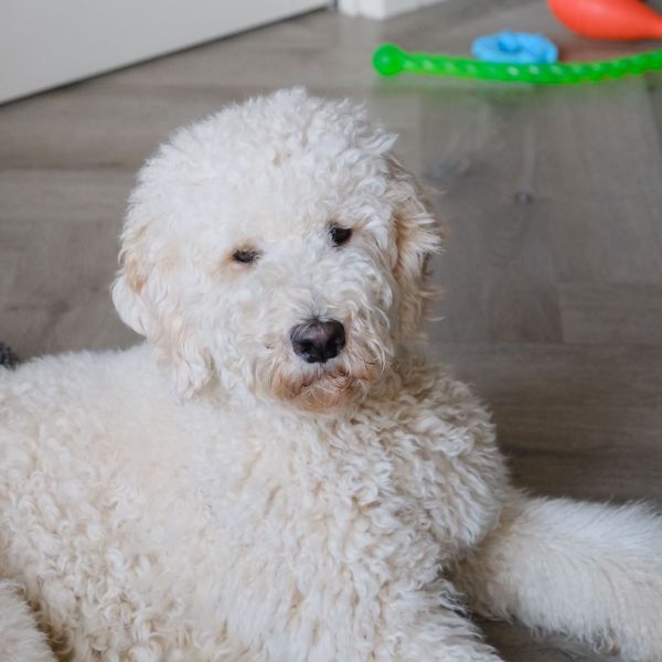 Guus, Vriend uit Garderen zoekt een Hondenoppas