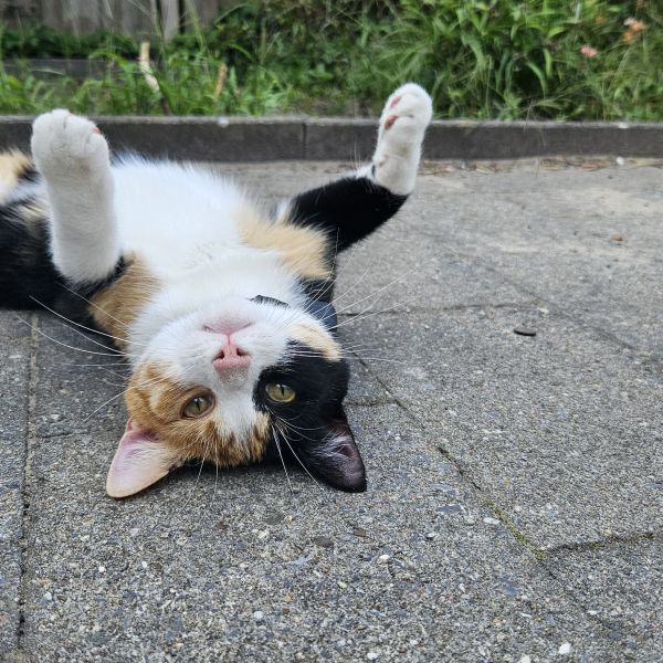 Huisdierenoppas Roos uit Hilversum