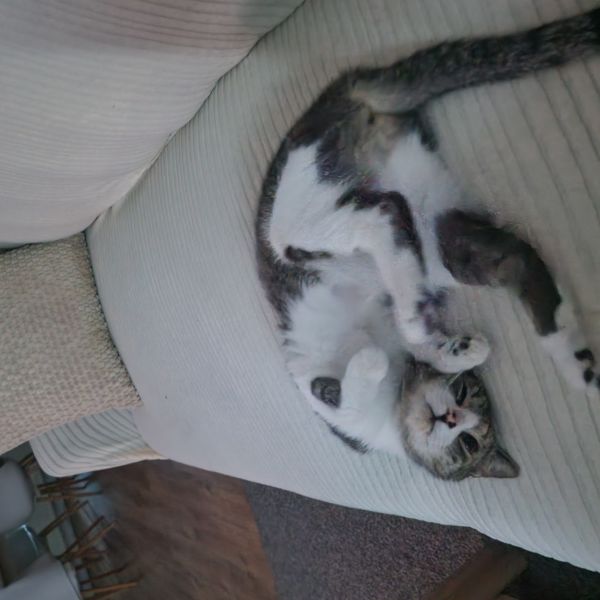 Mia, Ati, Riva uit Terborg zoekt een Kattenoppas