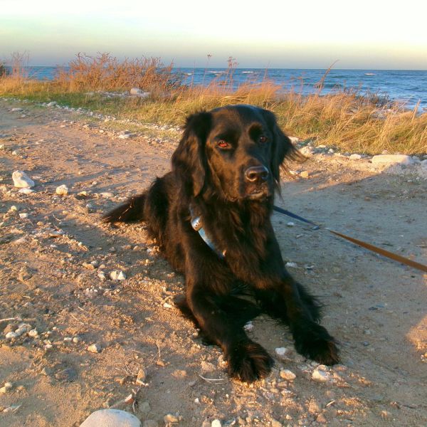 Huisdierenoppas Luuke uit Amersfoort