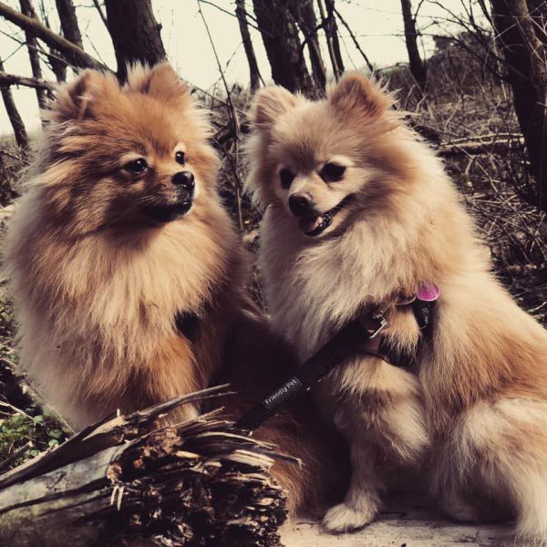 Bella en Lizzie uit Weesp zoekt een Hondenoppas
