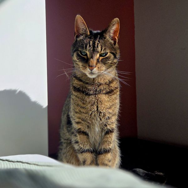 Sjaak uit Roden zoekt een Kattenoppas