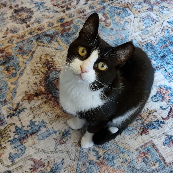 Loes uit Den Dolder zoekt een Kattenoppas