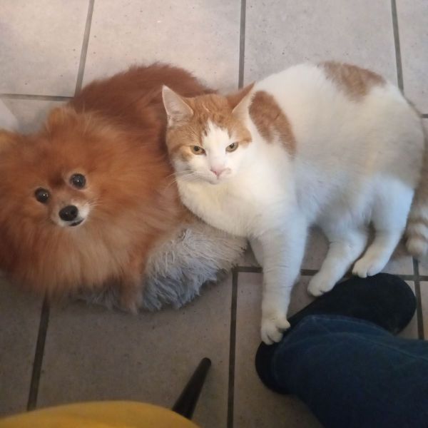 Lola uit Bergen Op Zoom zoekt een Hondenoppas