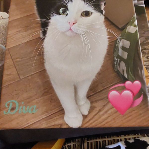 Kenzo uit Zoetermeer zoekt een Kattenoppas