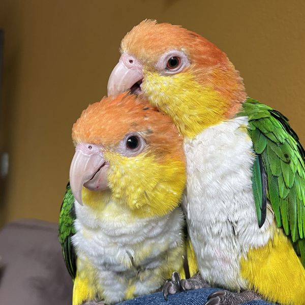 Otje en Pien uit Ede zoekt een Vogeloppas