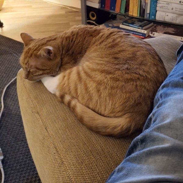 K de K uit Breda zoekt een Kattenoppas