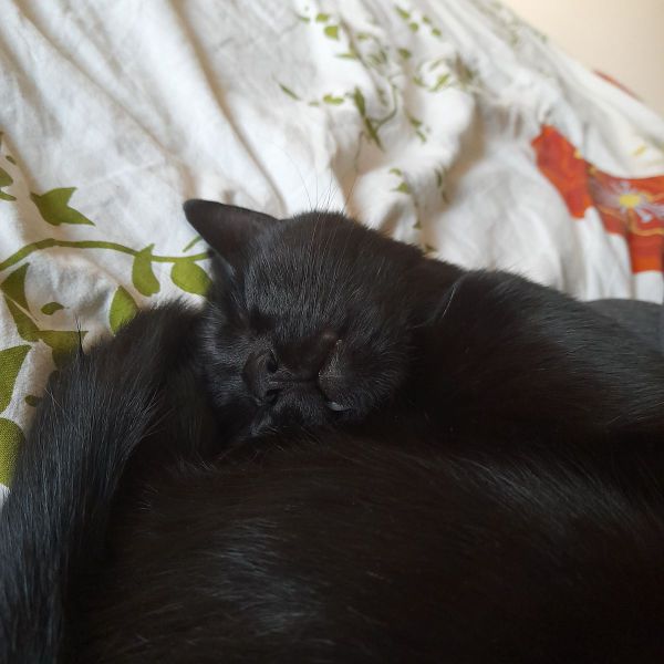 Huisdierenoppas Nidaal uit Driebergen-Rijsenburg