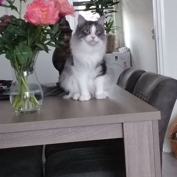 Kattenoppas Janny uit 'S-Gravendeel