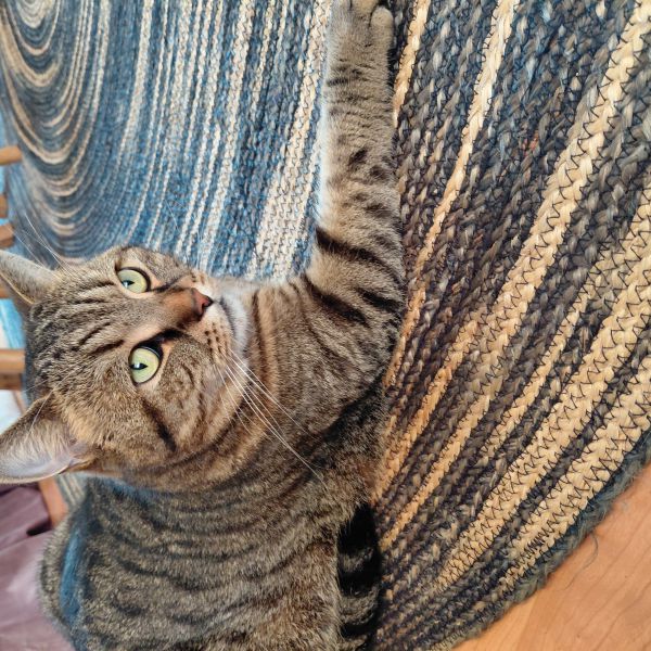 BACO uit Leiden zoekt een Kattenoppas