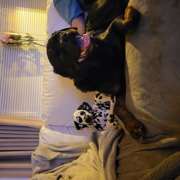 Baco, Beau uit Dodewaard zoekt een Hondenoppas