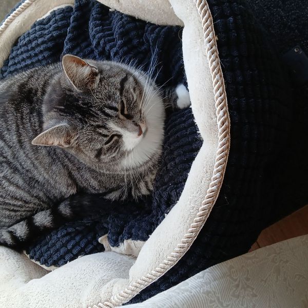 Mia, Mia uit Rotterdam zoekt een Kattenoppas