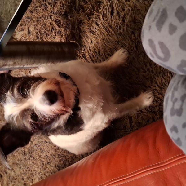 Pippy, Pippy uit Rotterdam zoekt een Hondenoppas