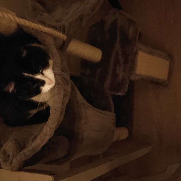 Meja uit Maastricht zoekt een Kattenoppas