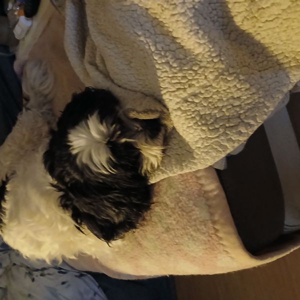 Djessy uit Zoetermeer zoekt een Hondenoppas