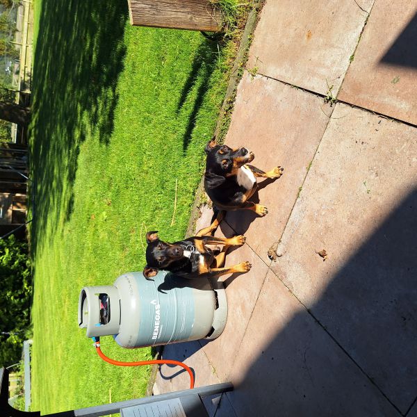 Jacky, Nala uit Hillegom zoekt een Hondenoppas