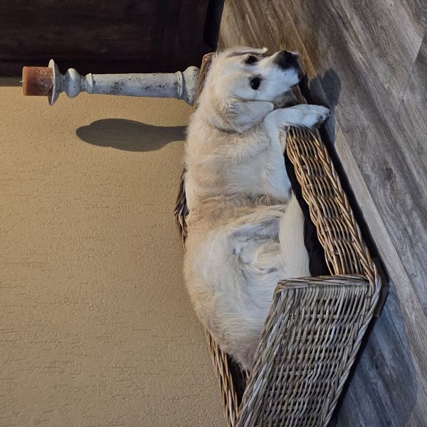 Max uit Veendam zoekt een Hondenoppas