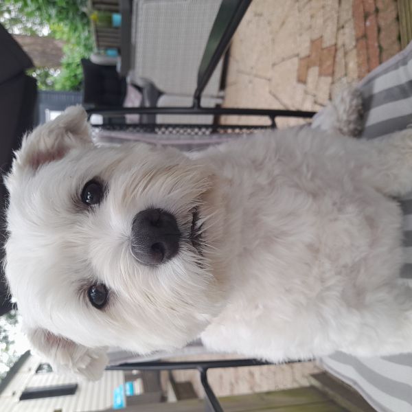 Spikey uit Sint Willebrord zoekt een Hondenoppas