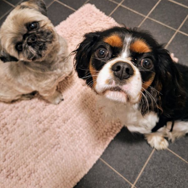 Izzy, Cleo uit Margraten zoekt een Hondenoppas
