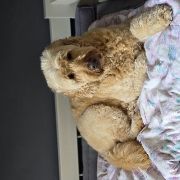 Lizzie uit Sittard zoekt een Hondenoppas