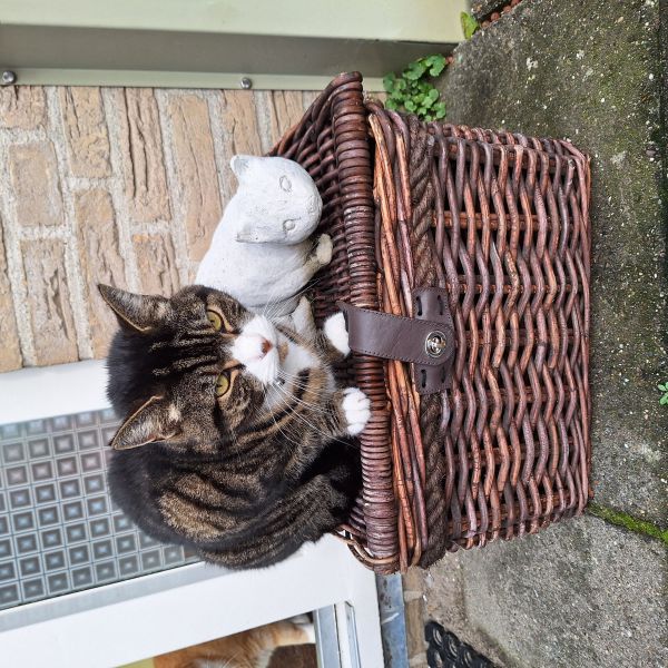 Dobby, Dobby uit Moordrecht zoekt een Kattenoppas