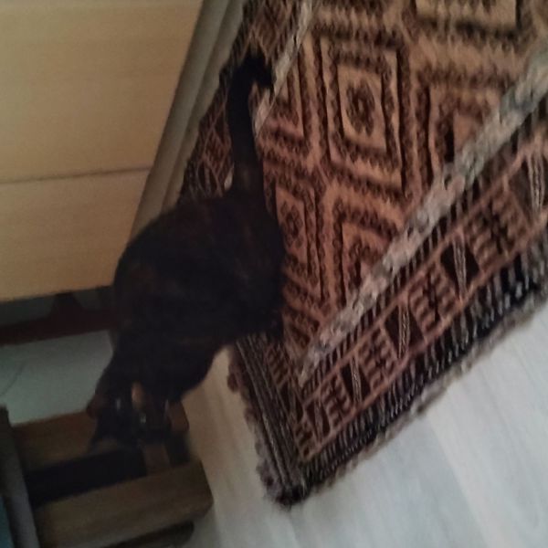 Sien uit Broek In Waterland zoekt een Kattenoppas