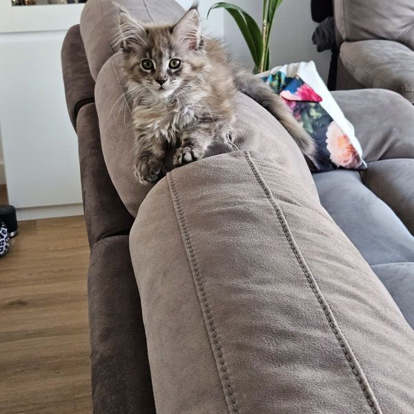 Noah uit Zoetermeer zoekt een Kattenoppas