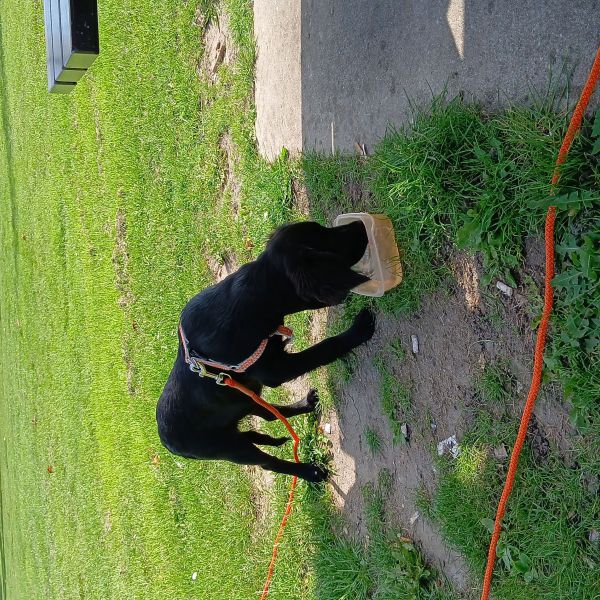 Koosje uit Giessenburg zoekt een Hondenoppas