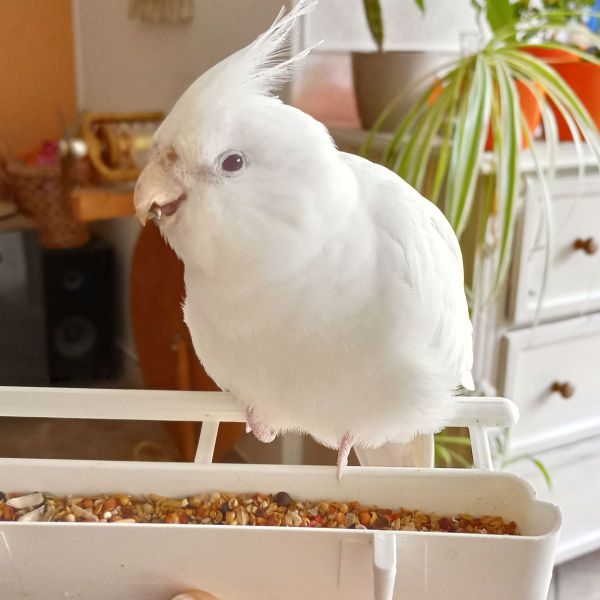 Huisdierenoppas W. uit Hoofddorp