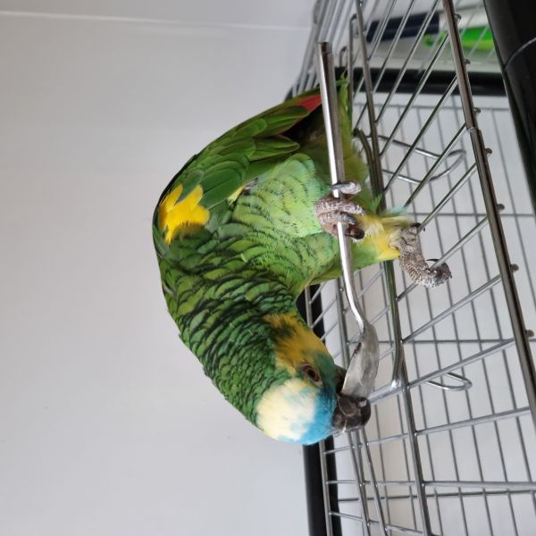 Rick uit Oldenzaal zoekt een Vogeloppas