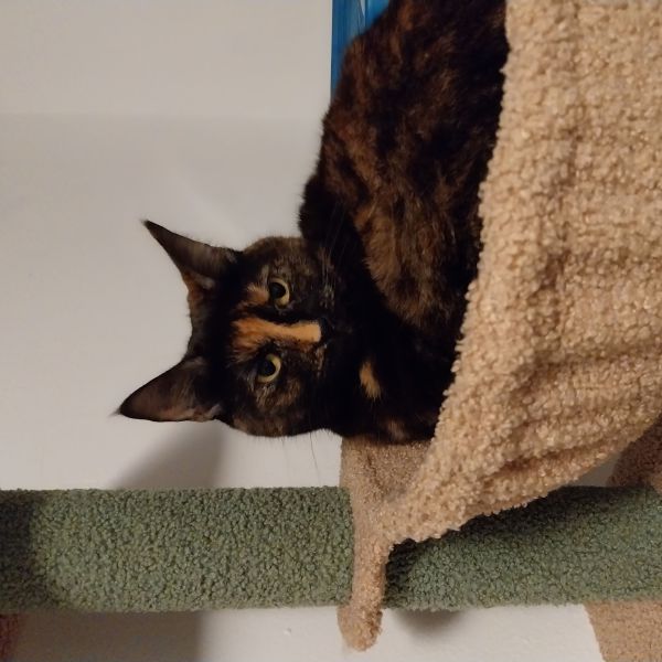 Indy, Mori uit Leeuwarden zoekt een Kattenoppas