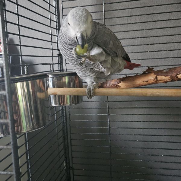 Jacky uit Hulst zoekt een Vogeloppas