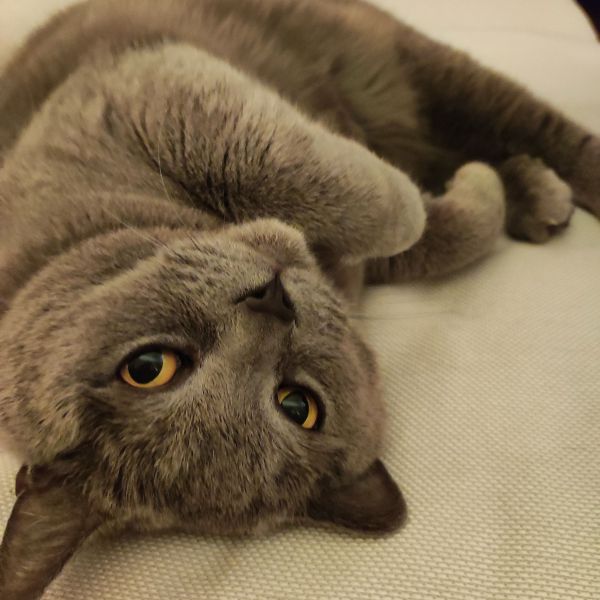 Muis, Muis uit Uden zoekt een Kattenoppas