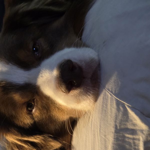 Rik uit Oudenbosch zoekt een Hondenoppas