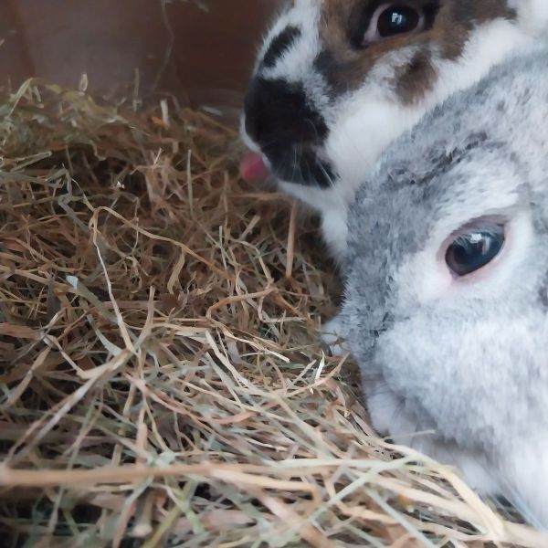 Knaagdierenoppas Veerle uit Zwolle