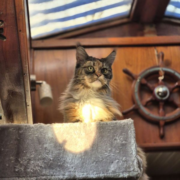 Truffel, Ozzy uit Dordrecht zoekt een Kattenoppas