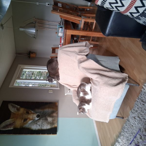 Milou, Luca uit Pijnacker zoekt een Kattenoppas