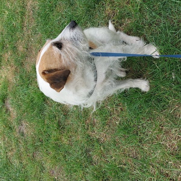 Ties uit Hattem zoekt een Hondenoppas