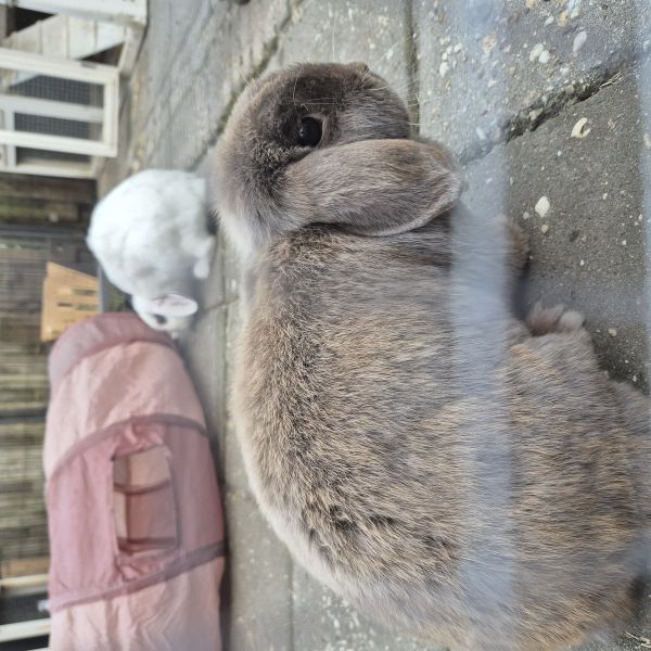 Jacky (mannetje) en Coco (vrouwtje) uit Zeeland zoekt een Knaagdierenoppas