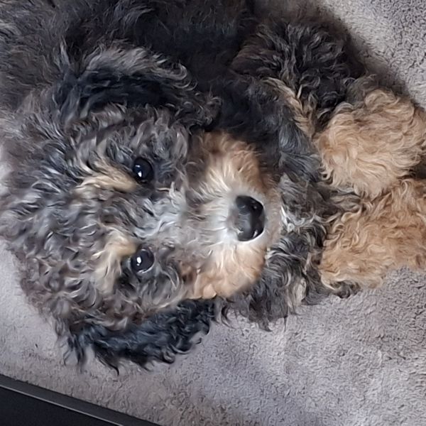 Bonnie uit Niekerk zoekt een Hondenoppas