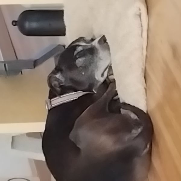 Djago uit Farmsum zoekt een Hondenoppas