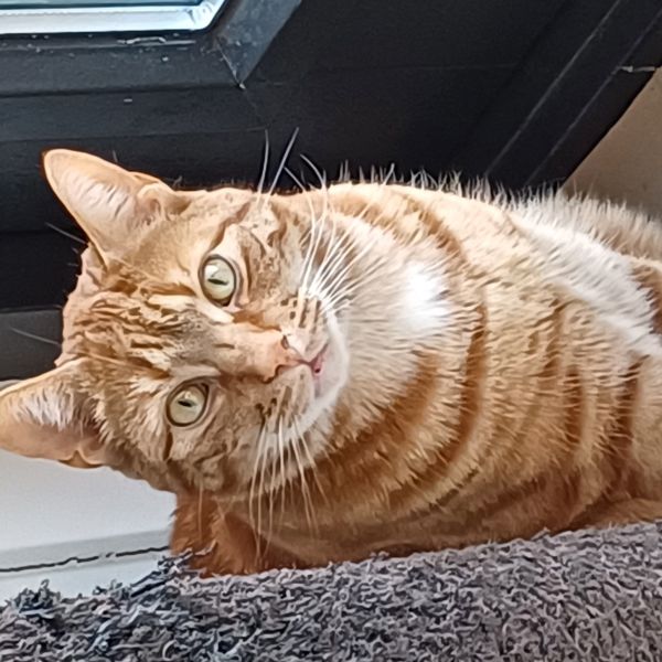 Charley uit Zwolle zoekt een Kattenoppas