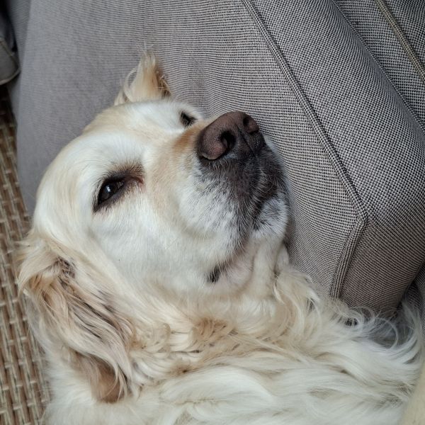 Sam uit Overdinkel zoekt een Hondenoppas