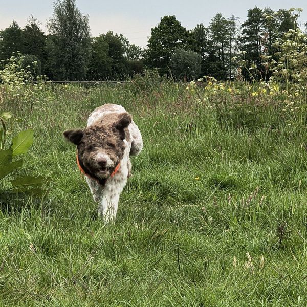 Chouffe uit Ouderkerk Aan Den Ijssel zoekt een Hondenoppas