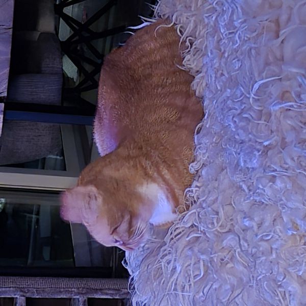Loulou en moosje, Moosje uit Weert zoekt een Kattenoppas