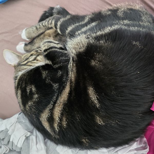 Obelix, Asterix uit Zeist zoekt een Kattenoppas
