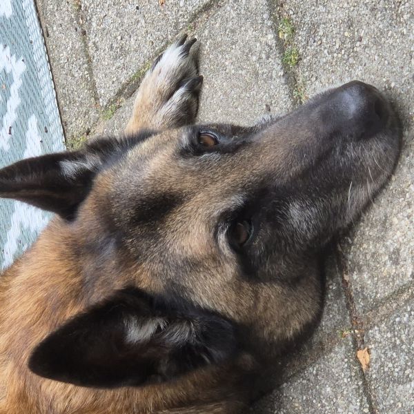 Famke uit Zwolle zoekt een Hondenoppas