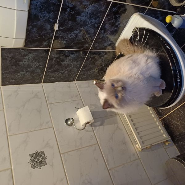 Josje uit Zoetermeer zoekt een Kattenoppas